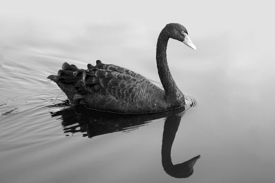 black swan in fog, A black swan swimming on a pool of blue water