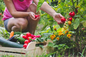 Woman harvesting fresh tomatoes in her organic garden. Homegrown produce of vegetables