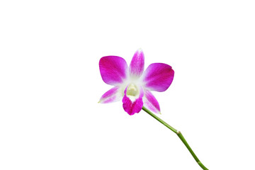 Purple orchid dendrobium flower blooming  and green stem isolated  on white background	