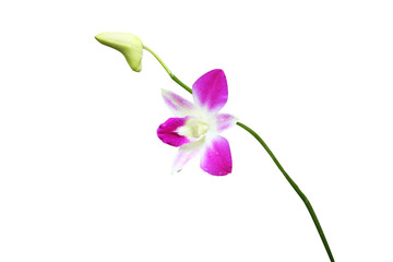 Purple orchid dendrobium flower blooming with water drops and green stem  isolated on white background	