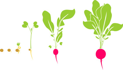 Stages of radish growth from seed and sprout to harvest