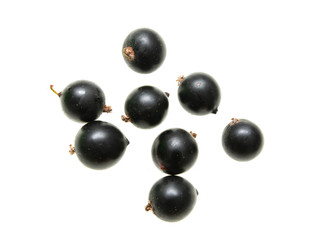 black currant on white background