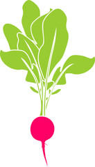 Silhouette of radish 