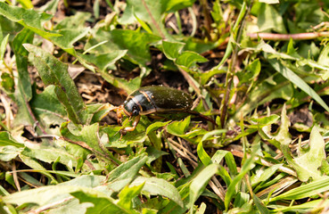 big beetle in the grass