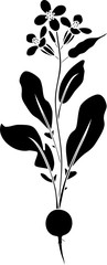 Black silhouette of flowering radish plant 