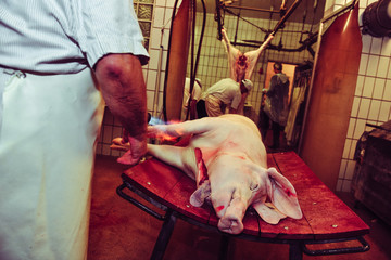 Schweineschlachtung in einer kleinen Landmetzgerei