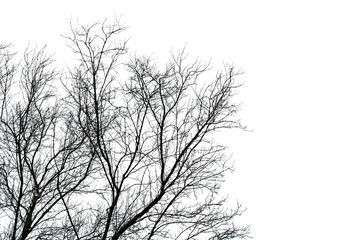 Silhouette dead tree isolated on white background for  scary, death, and peace concept. Halloween day background. Art and dramatic on black and white scene. Despair and hopeless concept.