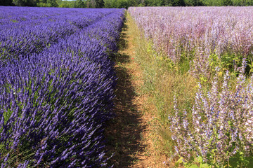 Fototapeta na wymiar Lavender and flowers field in Provence France