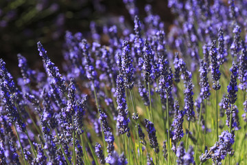 Fototapeta premium Lavenders in Provence France