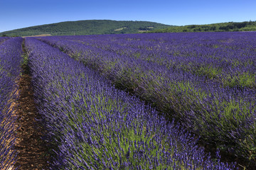 Obraz na płótnie Canvas Lavender field in Provence France