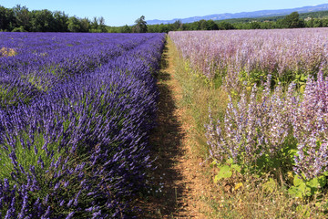 Lavender and flowers field in Provence France