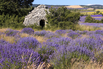 Old borie and lavender field in Provence, south of France