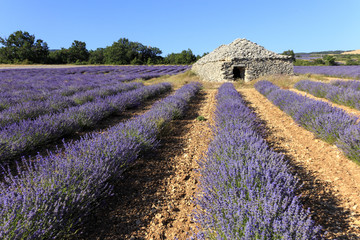 Naklejka na ściany i meble Old borie and lavender field in Provence, south of France