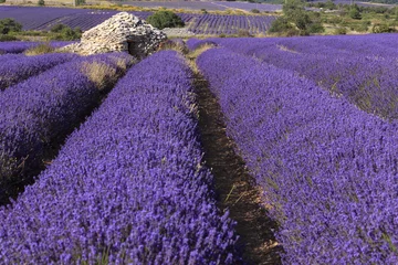 Schilderijen op glas Old borie and lavender field in Provence, south of France © jefwod