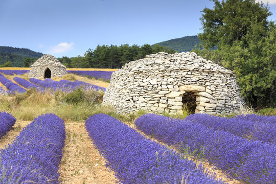 Old borie and lavender field in Provence, south of France