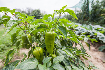 fresh organic paprika non GMO