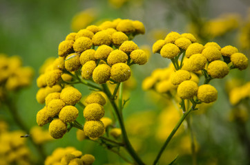 yellow balls flower