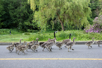 Adult geese leading goslings across a street