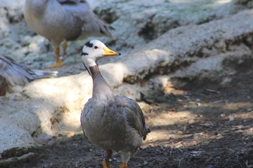 oies de Guinée dans leur parc au zoo