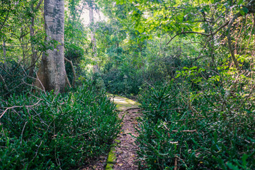 Path Into The Jungle, East Timor