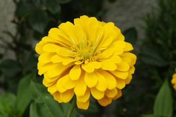 ヒャクニチソウの黄色い花