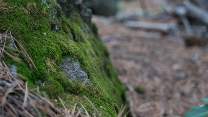 Mossy Rock 2