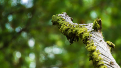 Moss Log 1