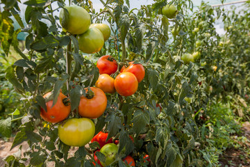 fresh organic tomatoes non GMO