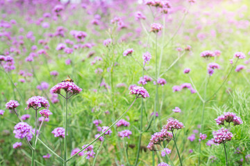 Fototapeta premium Violet flower