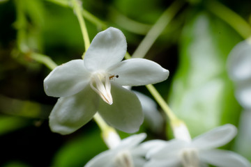 Close up Amazing beautiful flowers background.