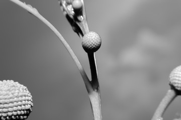 Close up Amazing beautiful flowers background.