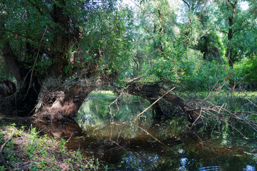 Beautiful weeping green willow tree near waters edge in wildlife at calm spring day