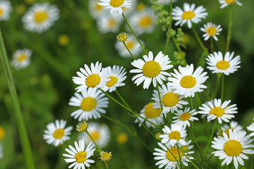 Obraz premium Kamille Blume 