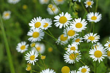 Fototapeta premium Kamille Blume 