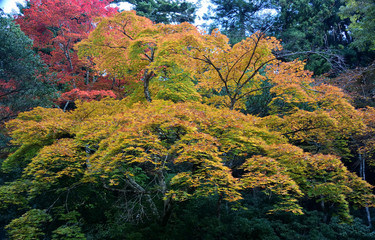 モミジの紅葉、黄葉