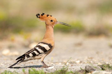 The hoopoe (Upupa epops) stands on the ground © Tatiana
