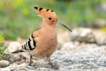 The hoopoe (Upupa epops) stands on the ground