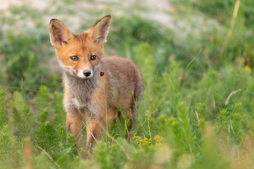 Naklejka na ściany i meble Little Red Fox stands in the grass