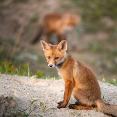 Little Red Fox near his hole