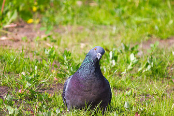 The dove is sitting in the grass with his head bent trying to think