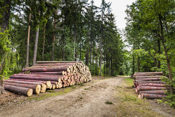 Firewood in the forest