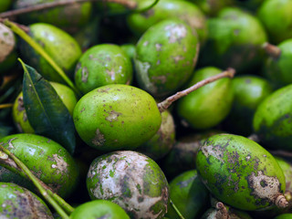 Kedongdong, a kind of sourish fruits that makes pickles or refreshing juice