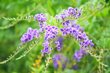 Purple flower blooming blooming in garden background,Sky flower, Golden dew drop,Pigeon berry, Duranta erecta fence tree