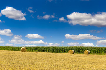 Fototapeta premium Rural nature in the farm land. Agriculture field with sky.