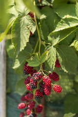 Meyve ağa&ccedil;ları