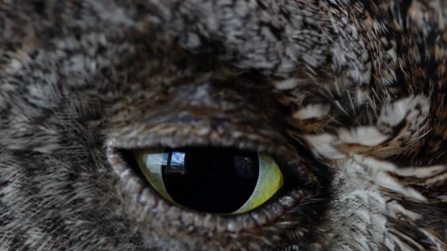 European scops owl (Otus scops) Close up blink eye