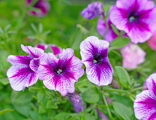 violet flowers tropical