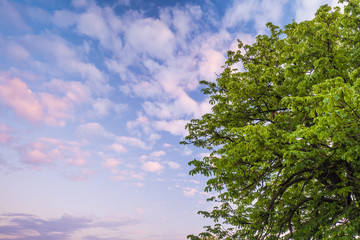 background of a chestnut tree full of fresh green leaves against a blue sky with colored clouds