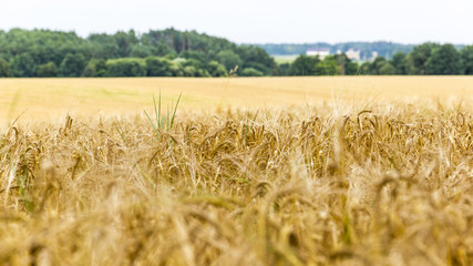 Rural nature in the farm land. Agriculture field with sky.