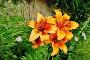 Feuerlilien, Bergwiese, Dolomiten